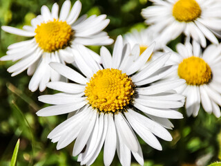 Daisy flower field blossom close-up