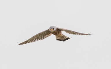 bird, fliegender, fliegen, himmel, flügel, falco, natur, fliege, wild lebende tiere