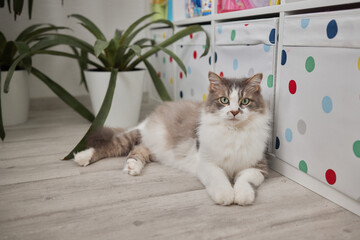 Fototapete bei efototapeten.de bestellen   
