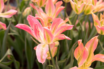 Pink tulips flowers in the garden in spring