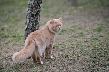 A fluffy cat of an unusual color roams in the yard.