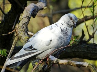 white pigeon on branch