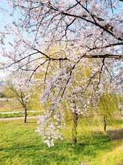 한국 꽃 풍경