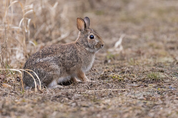 Naklejka na ściany i meble eastern cottontail bunny in early spring