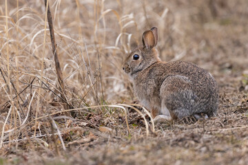 eastern cottontail bunny in early spring