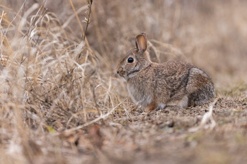 eastern cottontail bunny in early spring