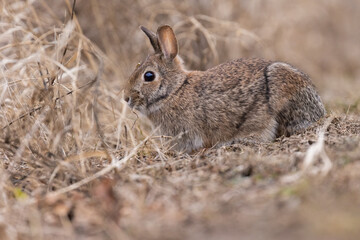 Naklejka na ściany i meble eastern cottontail bunny in early spring