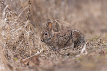 eastern cottontail bunny in early spring