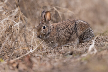 eastern cottontail bunny in early spring