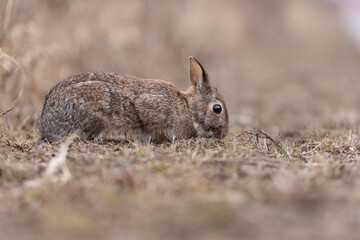 eastern cottontail bunny in early spring