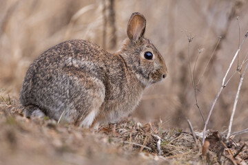 eastern cottontail bunny in early spring
