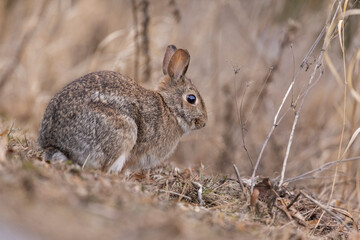 eastern cottontail bunny in early spring