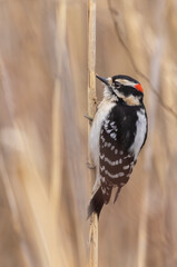 downy woodpecker in early spring