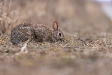 eastern cottontail bunny in early spring