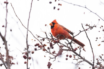 Male Northern Cardinal eating berries in winter