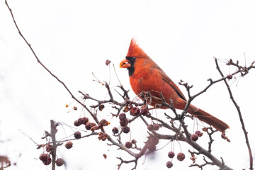Male Northern Cardinal eating berries in winter