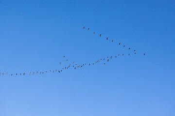 Canada goose migration