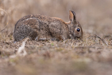 eastern cottontail bunny in early spring