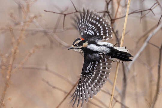 downy woodpecker in flight