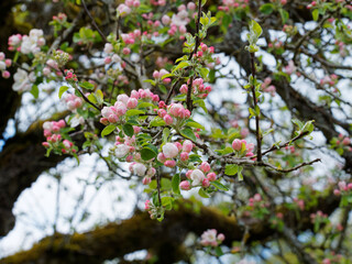 Malus domestica ou malus communis | Floraison blanc rosé et boutons rose d'un pommier domestique ou pommier commun dans le Markgräflerland en Allemagne du sud