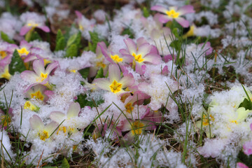 Onset of winter in spring. Snow covered colorful primula flowers in a garden. April weather caper.