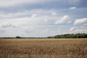 Obraz premium Golden wheat field, forest belt and clear blue sky with clouds on a sunny day. Landscape