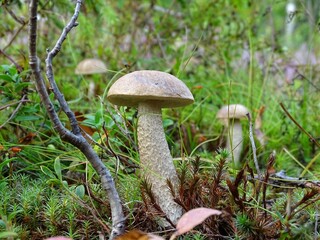 mushrooms in the forest