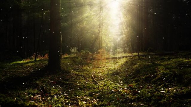 Magic fairytale forest path with firefly flying and sunlight with sun beams.