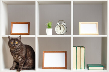 White shelves photo frames book black cat. Home interior, decor elements.