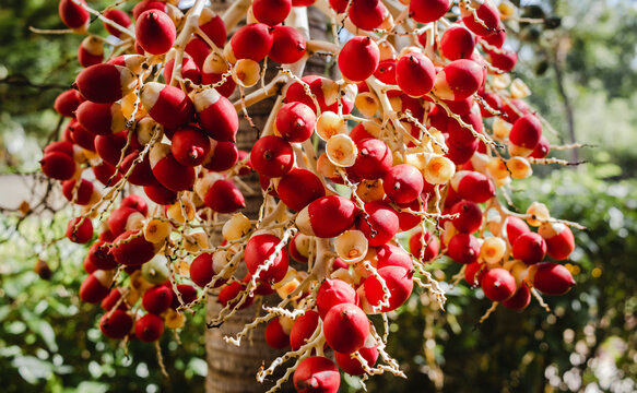Red fruits of king palm Archontophoenix alexandrae close up.