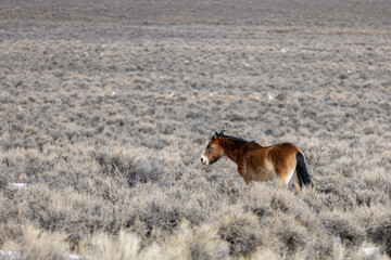 Fototapeta na wymiar Wild Horse Near Challis Idaho in Winter