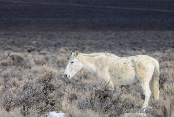 Plakat Wild Horse Near Challis Idaho in Winter