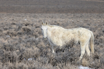 Wild Horse Near Challis Idaho in Winter