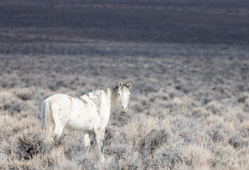 Obraz premium Wild Horse Near Challis Idaho in Winter
