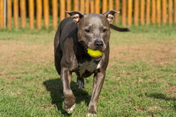 Pit bull dog playing in the park. Green grass and wooden stakes all around. Sunset. Blue nose....