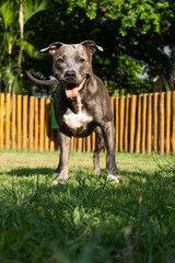 Pit bull dog playing in the park. Green grass and wooden stakes all around. Sunset. Blue nose....