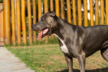 Pit bull dog playing in the park. Green grass and wooden stakes all around. Sunset. Blue nose....