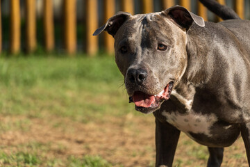 Pit bull dog playing in the park. Green grass and wooden stakes all around. Sunset. Blue nose. Selective focus