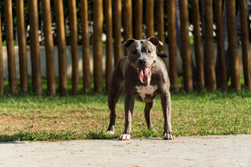 Pit bull dog playing in the park. Green grass and wooden stakes all around. Sunset. Blue nose. Selective focus