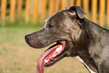 Pit bull dog playing in the park. Green grass and wooden stakes all around. Sunset. Blue nose. Selective focus