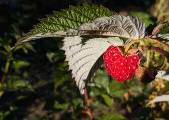 Ripe raspberry fruit on the plant, in the sun 