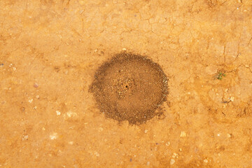  Newly built circular anthill mouth on smooth clay ground 