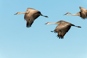 Sandhill cranes (Grus canadensis) migrating north in the spring;  near Kearney, Nebraska
