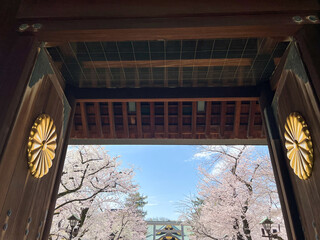 靖国神社、神門、桜