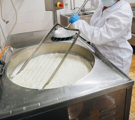 Making of cheese. Industry traditional production. Hands