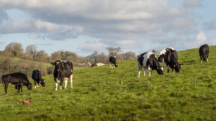Young Friesian black and white cows in field, meadow. UK.