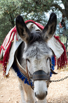 Burro ataviado con su aparejo de trabajo
