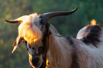 Chivo de raza payoya natural dell sur de España