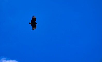 Silhouette of a bird of prey in search of its prey.