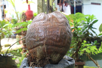 coconut on the tree